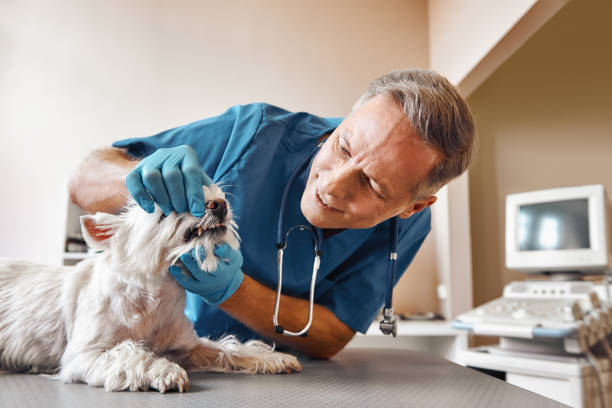 Best 24-Hour Emergency Dental Care in Wolf Trap, VA